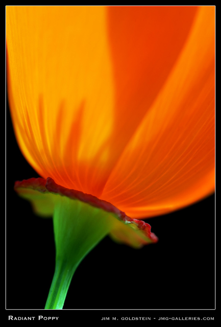 Radiant Poppy