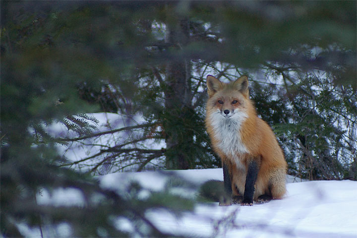 Red Fox