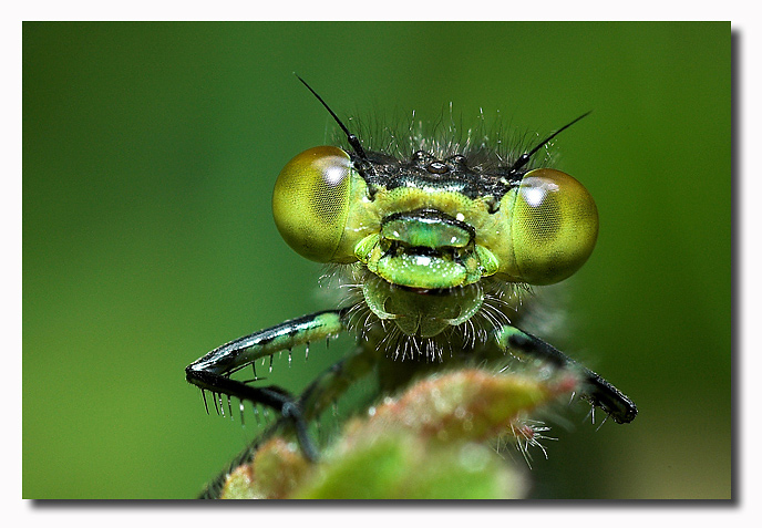 Red-eyed damselfly-female ( Erythromma-najas)