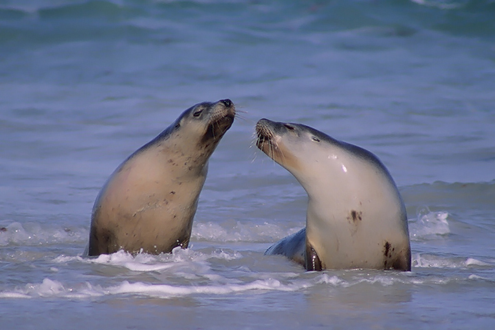 Australian Sea Lions