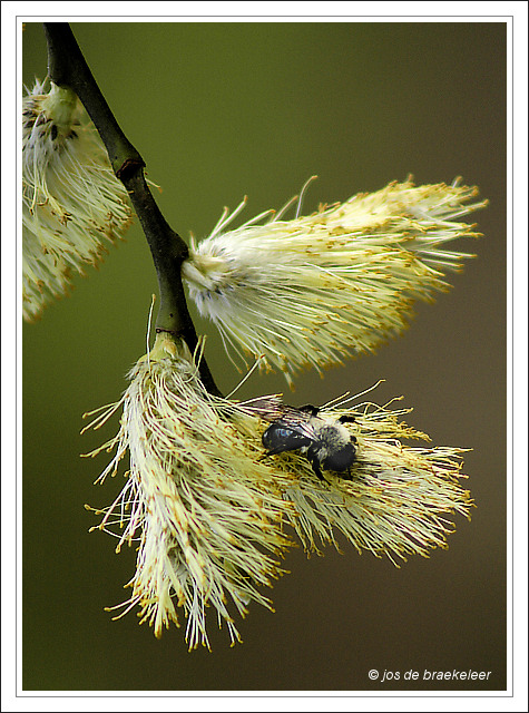 WC#225 Willow buds