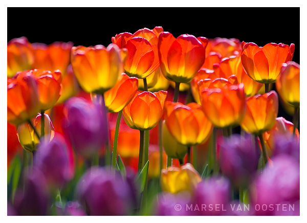 Translucency