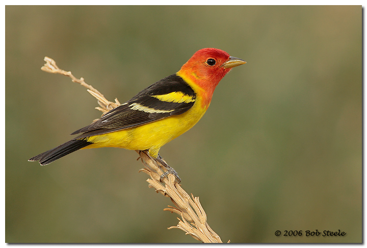 Western Tanager