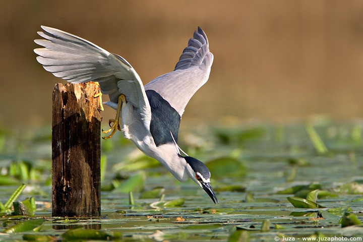 Nycticorax nycticorax (Night Heron) + REPOST