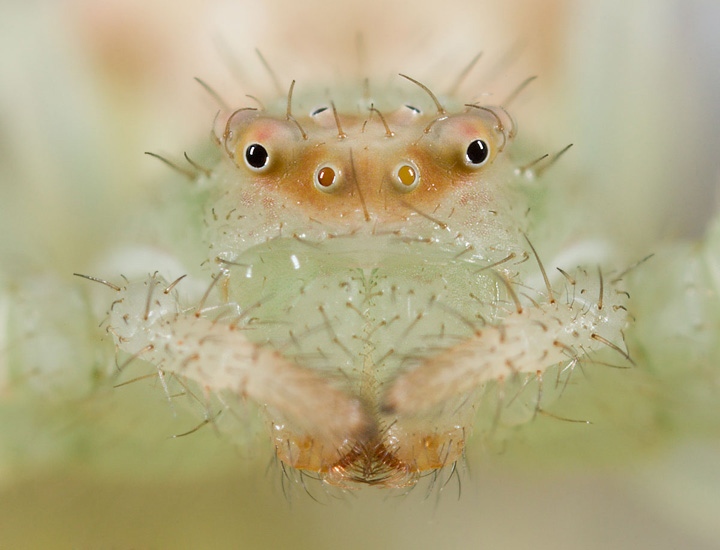 Flower Spider Headshot
