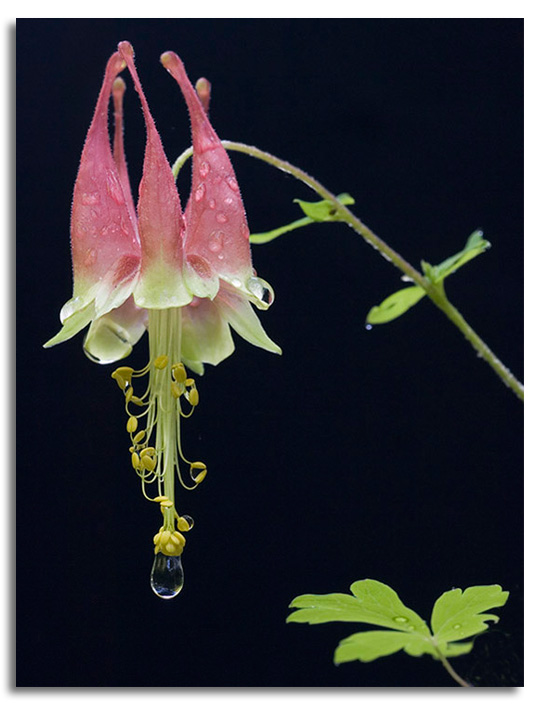 Columbines are Blooming!