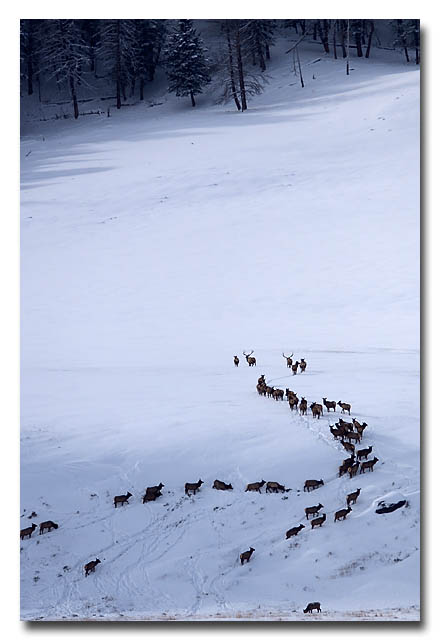 Follow the leader
