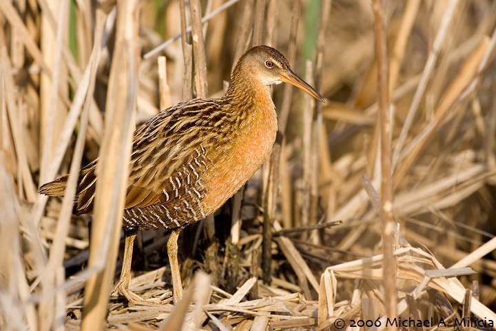 King Rail