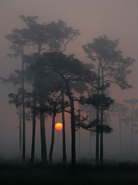 Misty Dawn