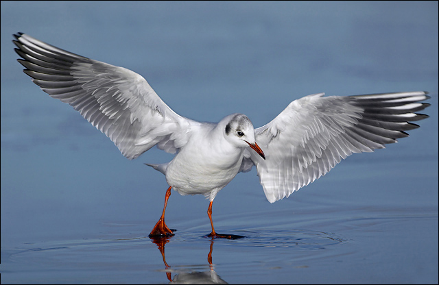Black Headed Gull