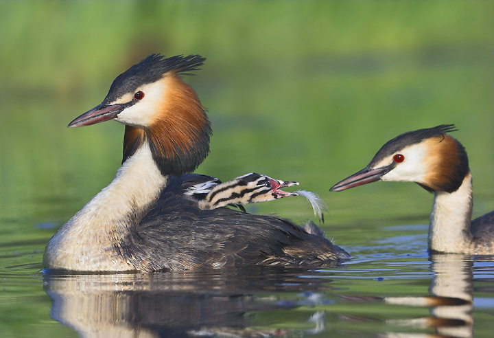 GCG 'feather' feeding their chick
