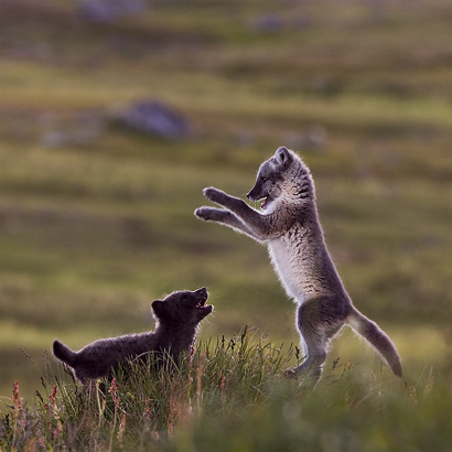 Arctic fox
