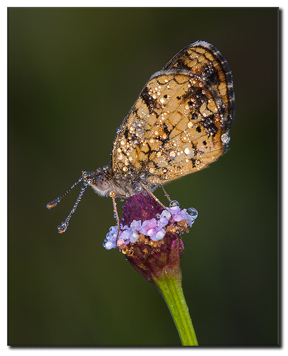 Crescentspot on Wildflower