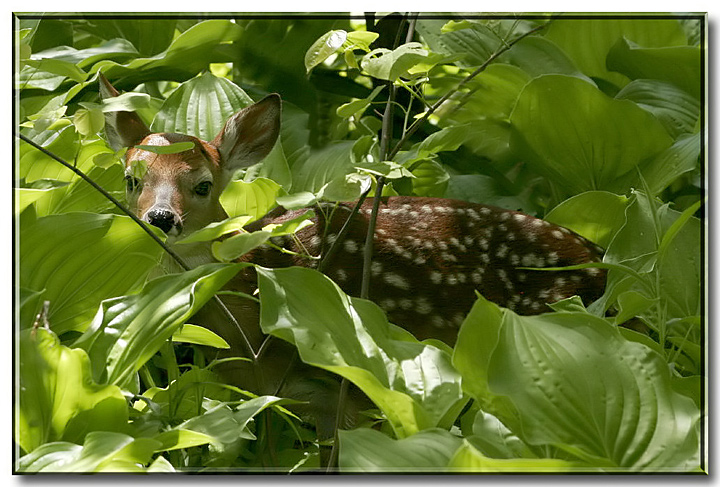 White-tailed Fawn