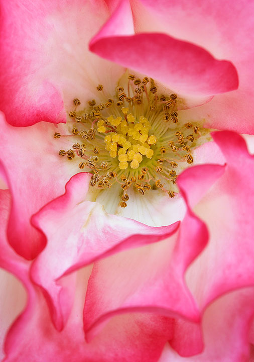 WC #230 Sensual Rose