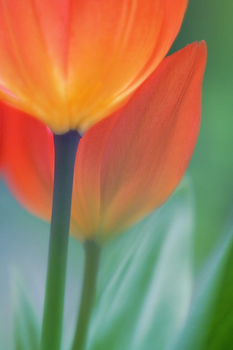 Soft Tulips