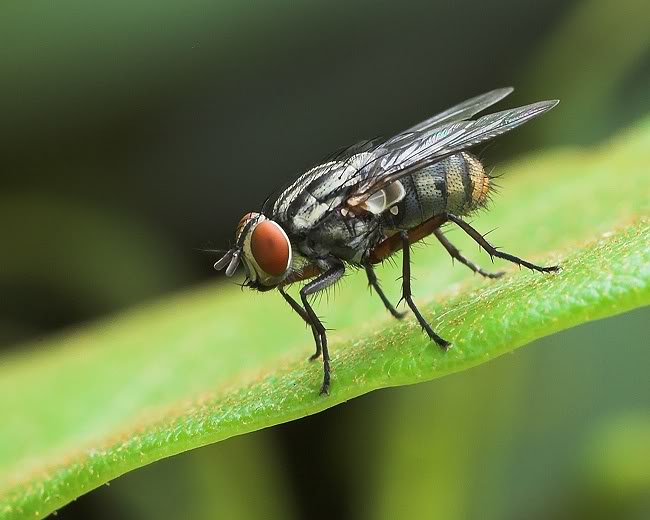 Red Eyed Fly