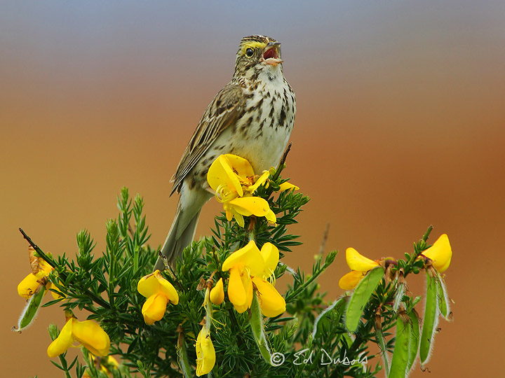 Savannah Sparrow on Broom