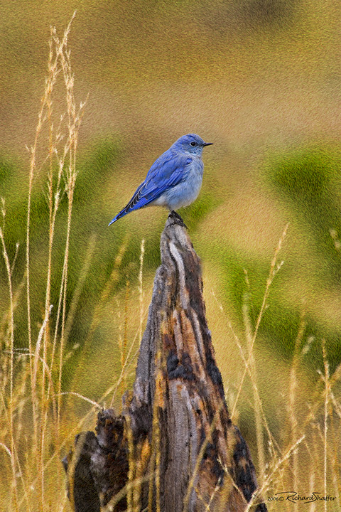 Mountain Bluebird