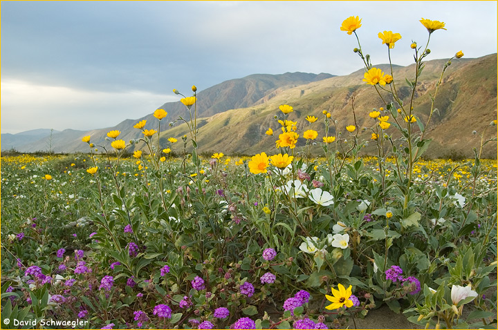WC #232 Anza Borrego Desert in Bloom