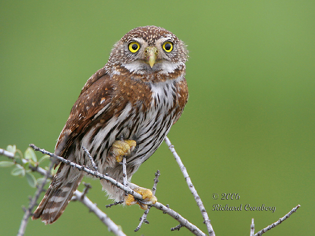 Pygmy Owl