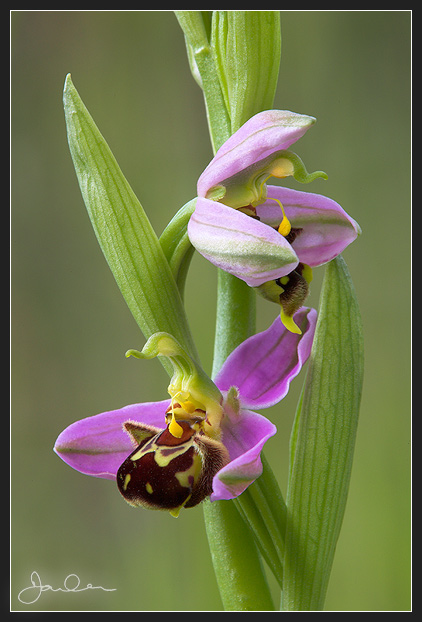 Bee Orchid