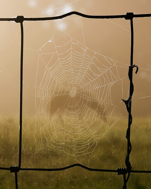 Dreamcatcher