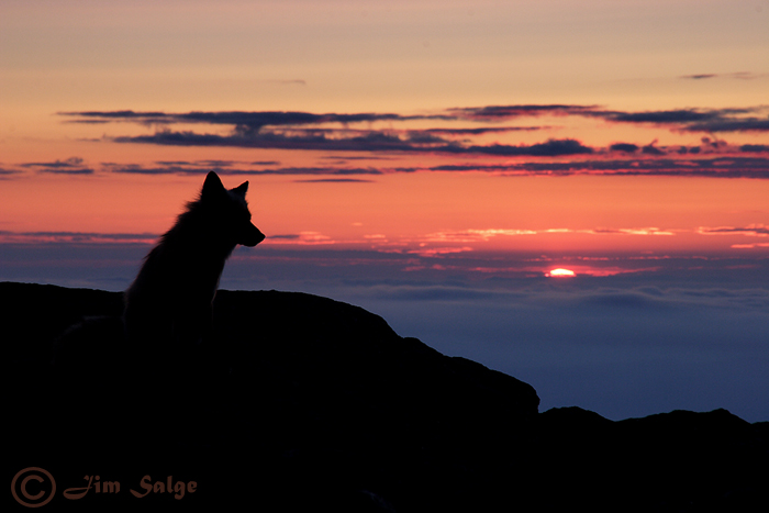 The fox and the view...