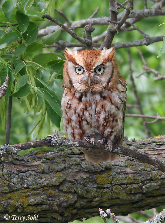 Eastern Screech Owl