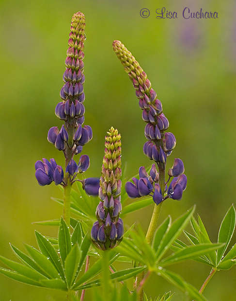 lupine @ sugar hill NH