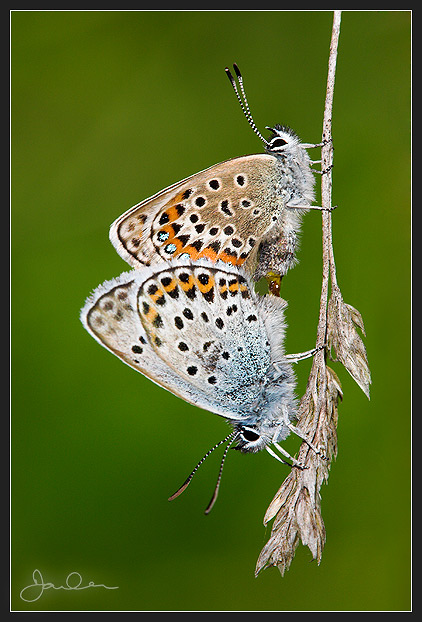 Silver Studded Blues