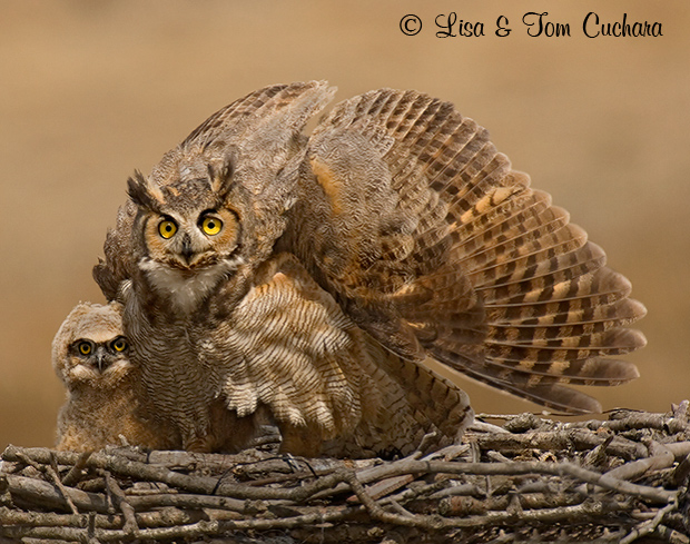 Great Horned Owl