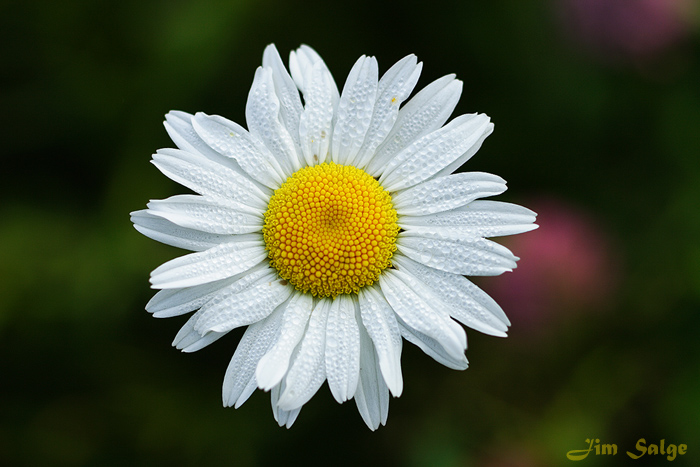Dew on Daisy...