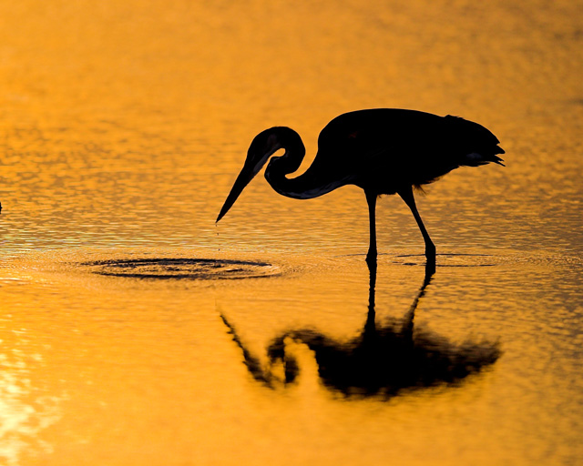 WC#235 Great Blue Heron at Sunrise