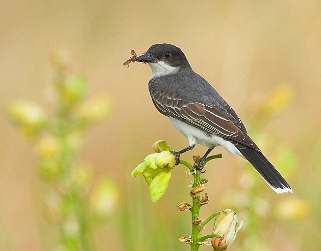 Eastern Kingbird