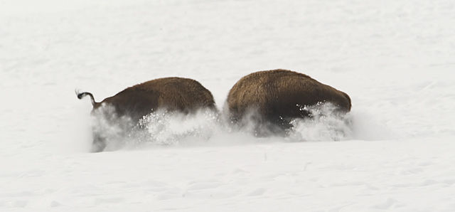 Bison YSNP
