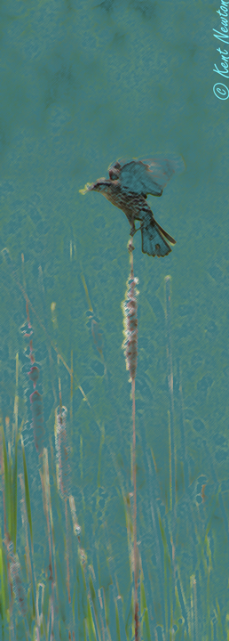 Red-winged Black Bird Dream