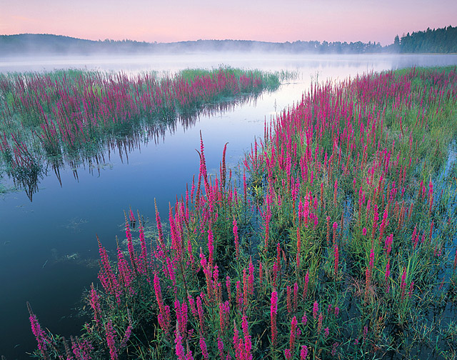 Summerdawn
