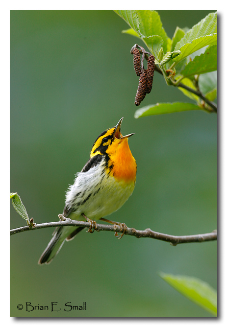 Blackburnian Warbler