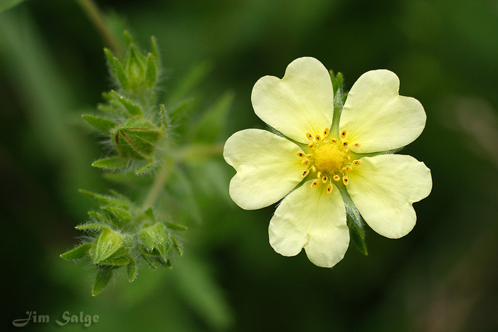 Rough Fruited Cinquefoil