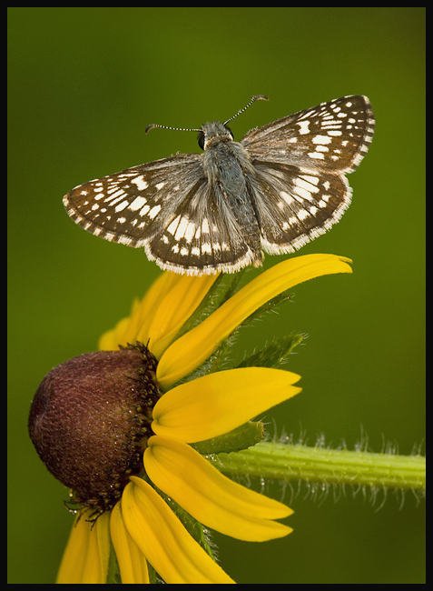 Checkered Skipper on Black Eyed Susan