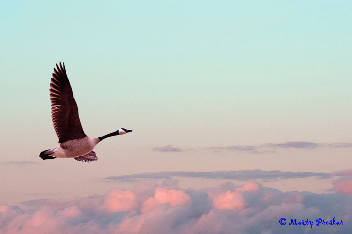Soar Above