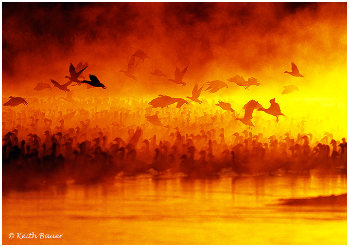 Bosque Mist - with Repost
