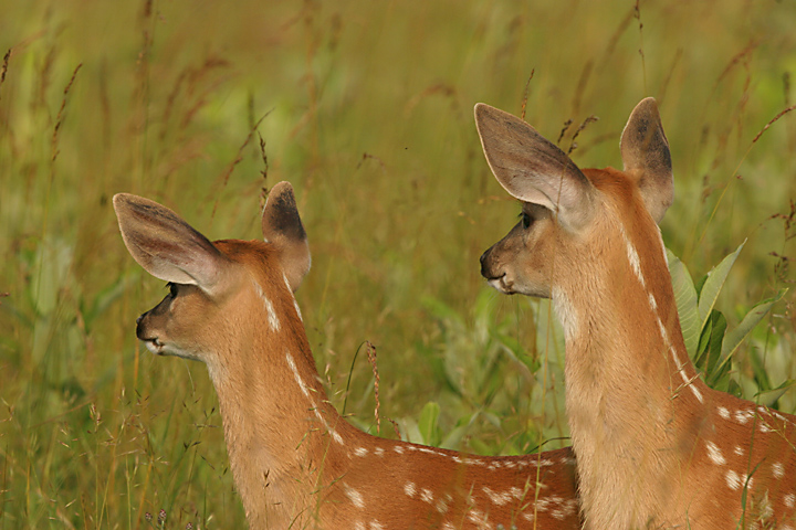 Twins