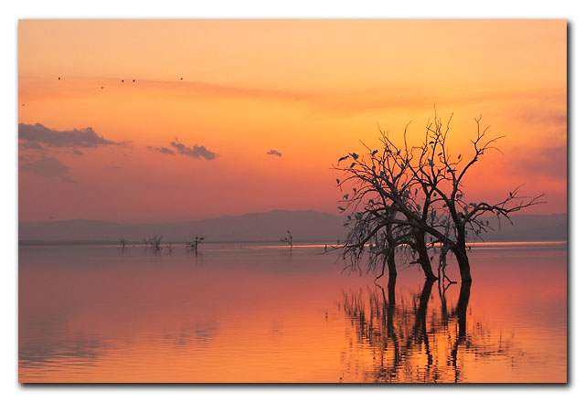 WC#238-Birds Tree