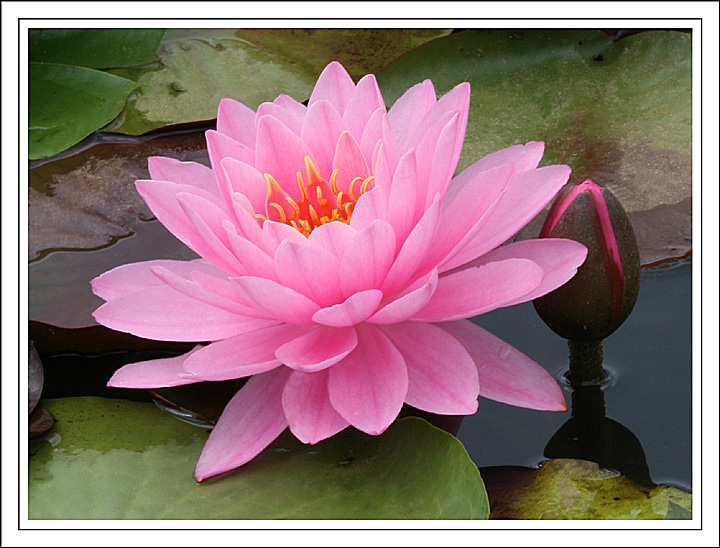  Water Lily