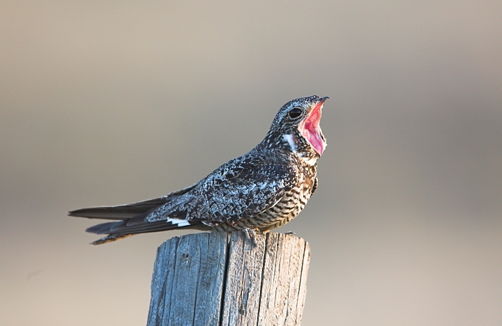 Nighthawk wide open
