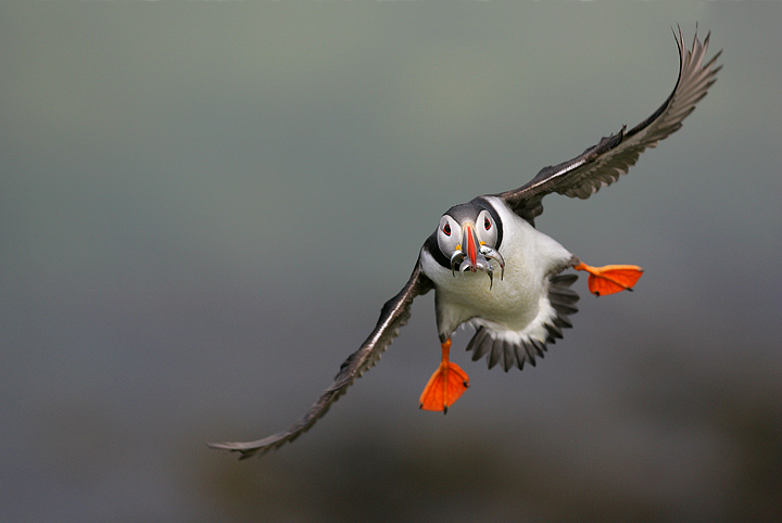 Puffin in Flight and Repost