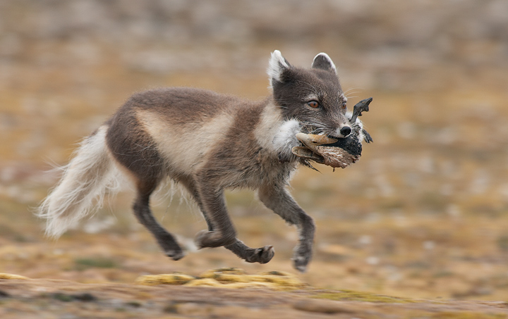 Arctic fox male with catch