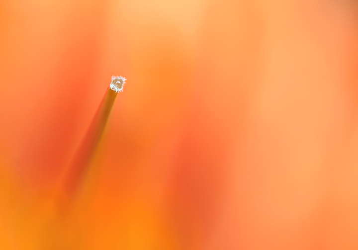 Lily Thing
